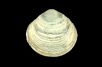 藏品(簾蛤科)的圖片